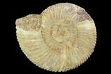 Perisphinctes Ammonite - Jurassic #100294-1